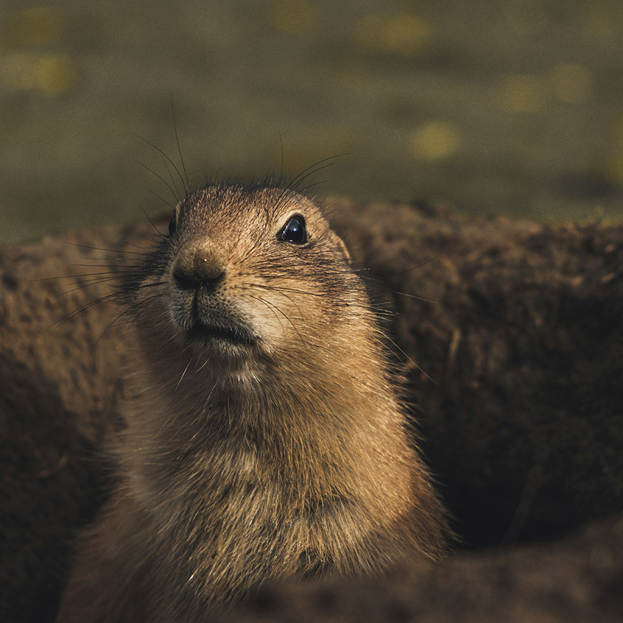 Prarie Dogs